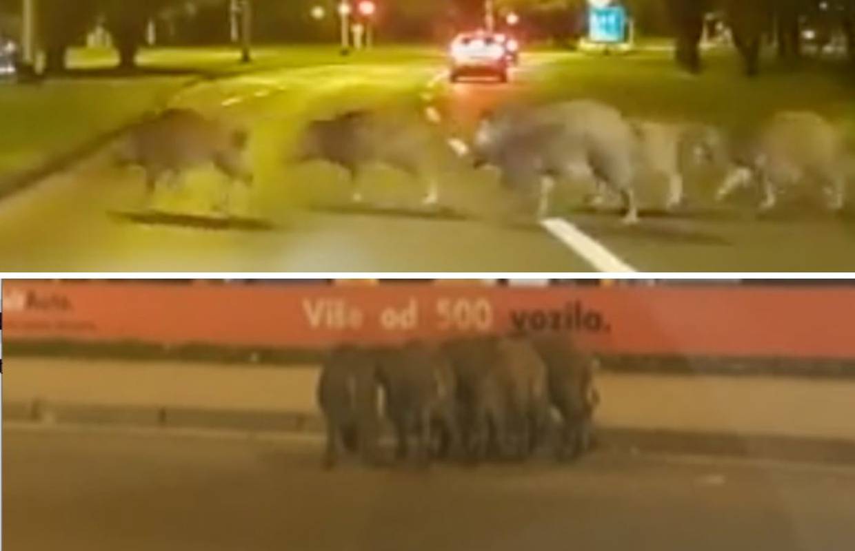 Pošast divljih svinja u Zagrebu: Napale su psa i oderale mu kožu