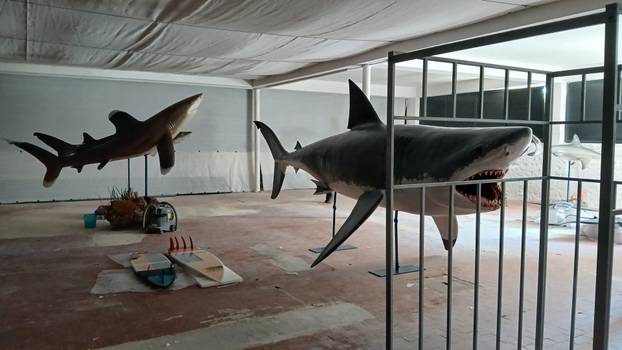 FOTO 'Ugroženi čuvari oceana' stigli su u Pulu: 'Uskoro izložba, a imat ćemo i žive primjerke!'