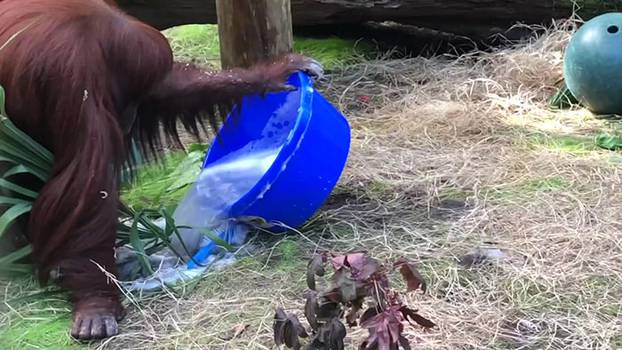 Orangutanka pere ruke