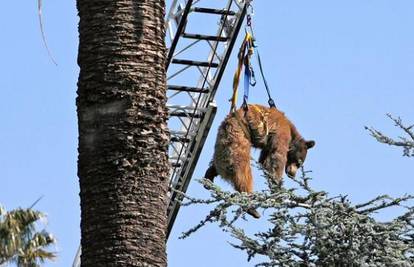 Medvjed 'zapeo' na drvetu, spašavali su ga vatrogasci