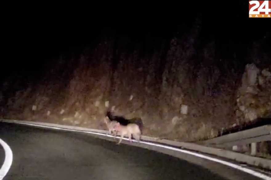 Vukovi na cesti napadaju jelene