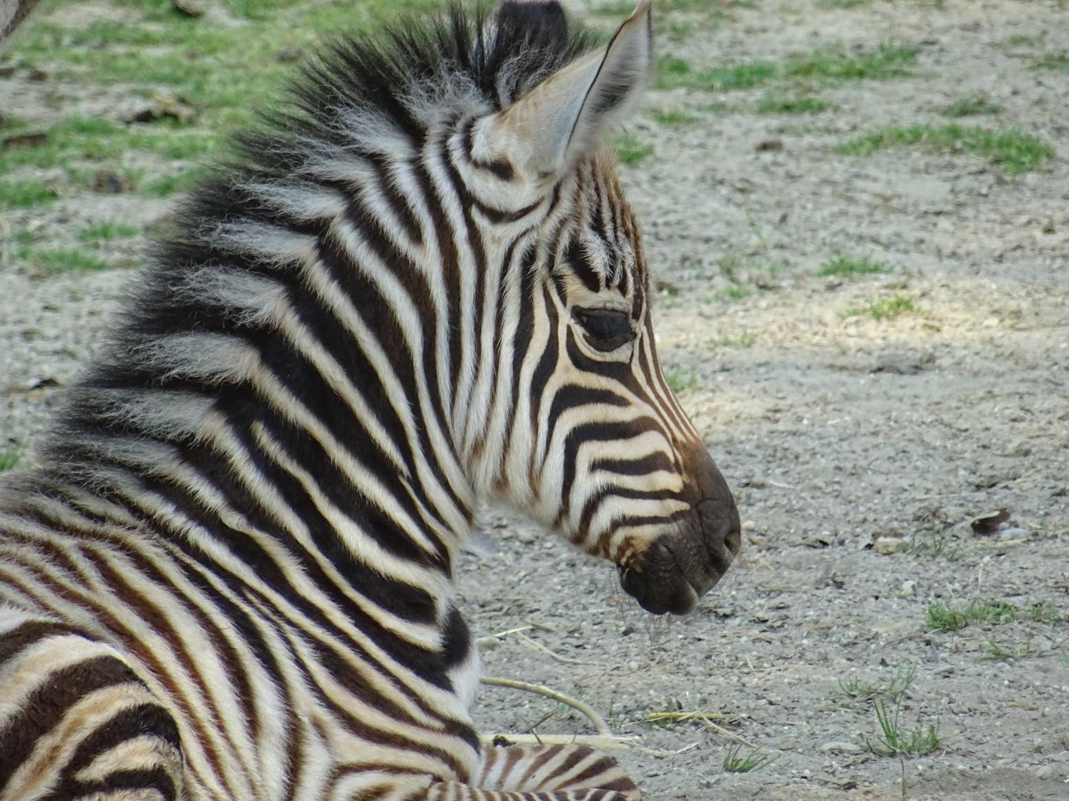 Zagrebački Zoo veći za člana: Zebra Sabina okotila mladunče