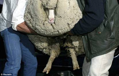 Zarasla ovca je od šišanja bježala preko pola Tasmanije 