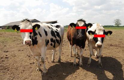 CSI Sutla: NISU KRIVE! Krave se branile šutnjom