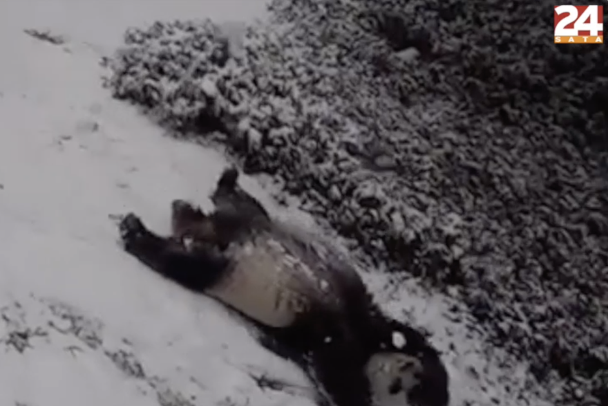 pande se igraju u snijegu
