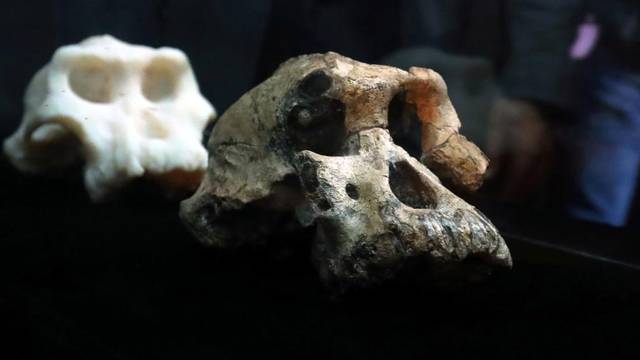 A fossil and three-dimensional print of Lucy's ancestor, 3.8 million years old cranium of Australopithecus Anamensis which was discovered in Waranso-Mile paleontological site, in Afar region, Ethiopia is seen at the National Museum in Addis Ababa