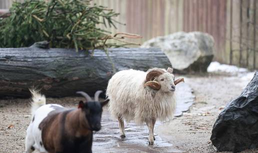 FOTO &Zcaron;ivotinjama u ZOO vrtu u Zagrebu podijelili raski&cacute;ena drvca: Bilo je i &ccaron;e&scaron;kanja...