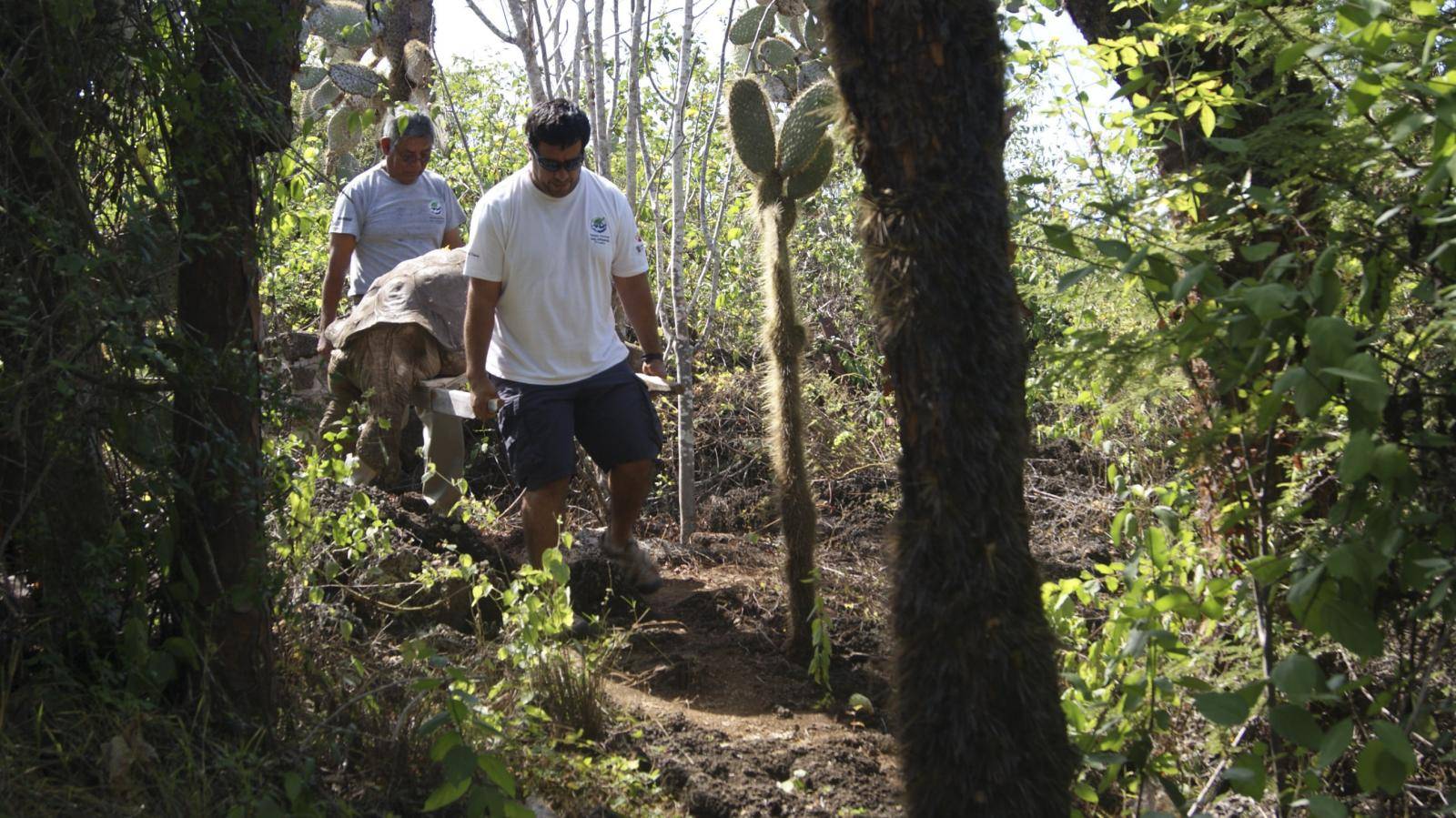 Last specimen of subspecies of giant tortoise dies in Galapagos