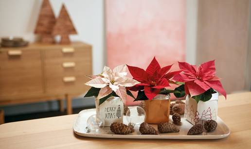 Pažljivo njegujte svoju mini božićnu zvijezdu