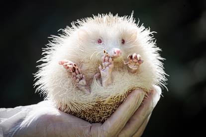 Ultra rare Albino Hedgehog rescued