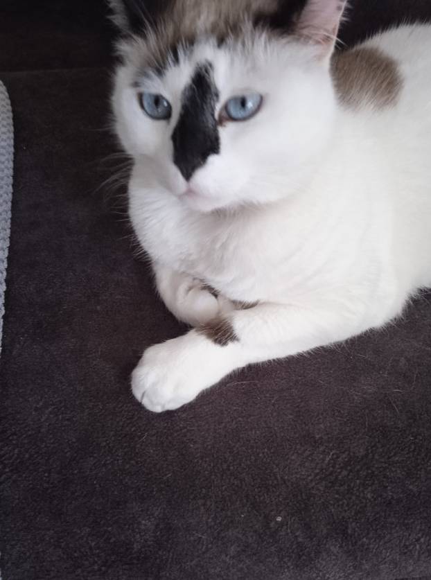 SUPER FOTKE vaših ljubimaca! Neki bi mogli biti viralni hit, ali svi su jednostavno neodoljivi