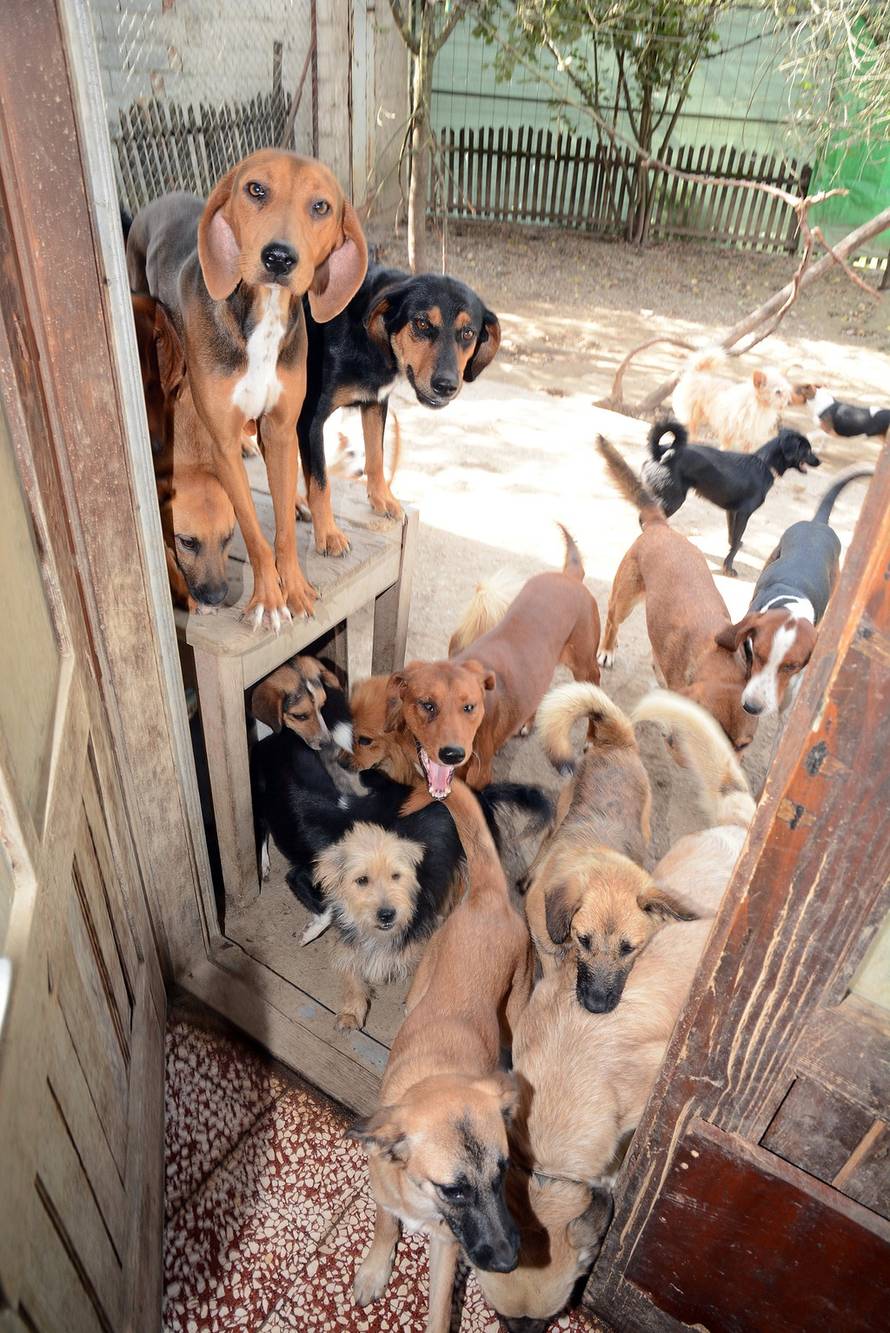 Nikola Čutuk/Pixsell