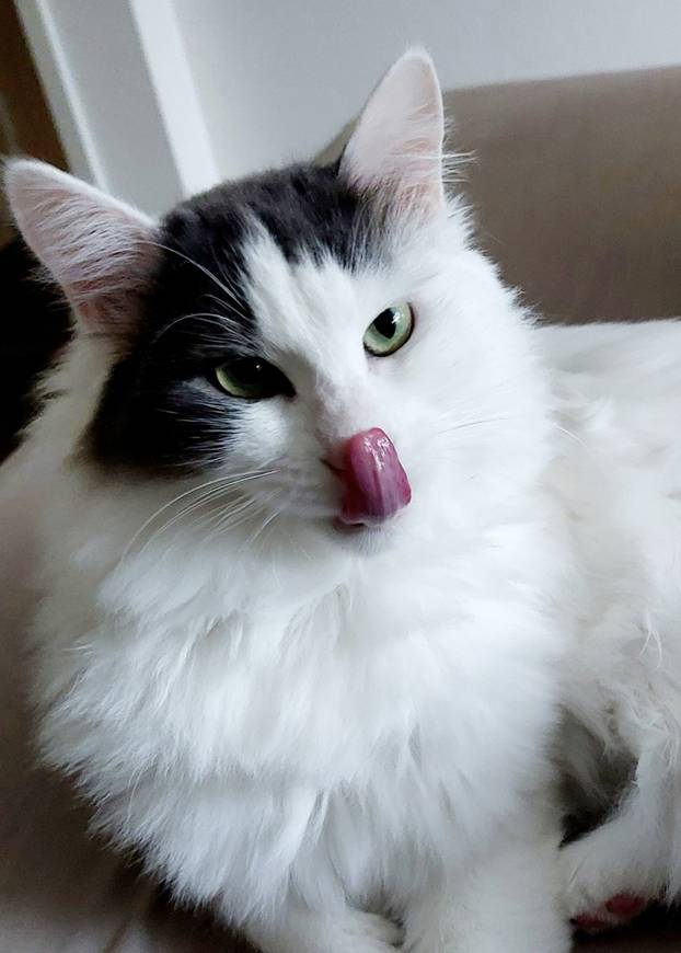 SUPER FOTKE vaših ljubimaca! Neki bi mogli biti viralni hit, ali svi su jednostavno neodoljivi