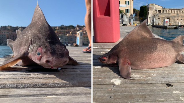 Talijanski pomorci ulovili morskog psa koji podsjeća na svinju: 'Je li ovo neki mutant?'