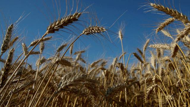 FILE PHOTO: Ears of wheat are seen in field in Kiev region