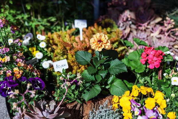 Zagreb: Izložba biljaka Plant market