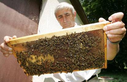 Hrvati treniraju pčele za traženje zaostalih mina
