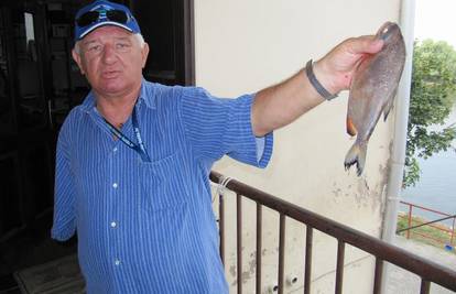 Piranje u Dravi: Našli ribu koja ribi zaista grize rep