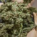 Nuštar: Kontrolirali propusnice pa pronašli kilogram marihuane
