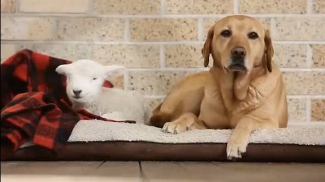 Labradorka i janje najbolji prijatelji: Skupa jedu i spavaju