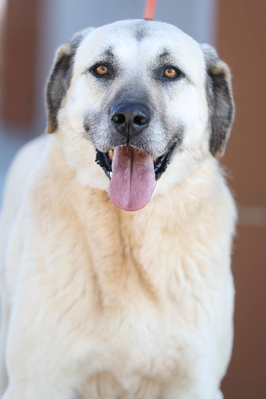 Zagreb: Psi u skloništu u Dumovcu 