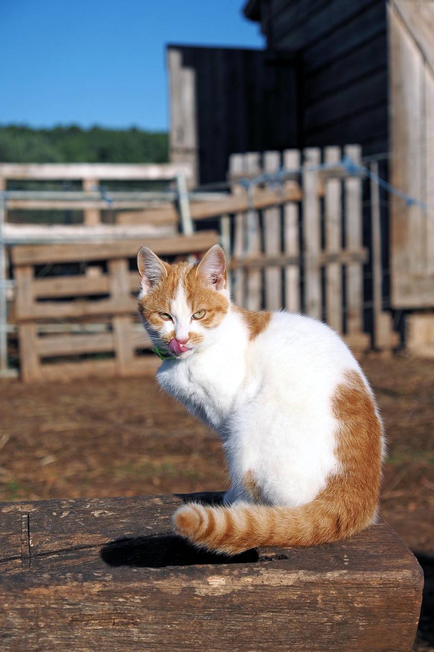 U Tribunju uživajte u 'pogledu od milijun dolara' i posjetite magarce na farmi 'Ćušin raj'