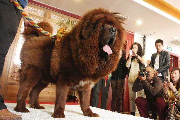 Man buys Tibetan Mastiff dog for 3.8m Yuan (GBP 38,000), Urumqi, Xinjiang Autonomous Region, China - 30 Oct 2012