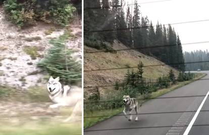 Sivi vuk trčao za automobilom: 'Čekajte! Uzmite me sa sobom'