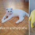 Mački liječila gljivičnu infekciju kurkumom: Postala je Pikachu