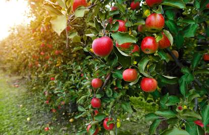 Od 100 domaćih sorti jabuka ova je najbolja za štrudlu