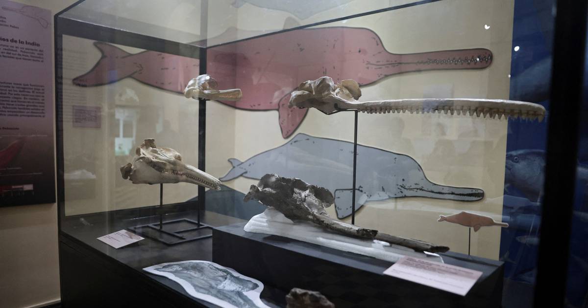 Peruvian river dolphin fossil dates back 16 million years