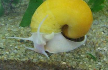 Puž jabučar čisti akvarij od algi i ostalih akvarijskih otpadaka