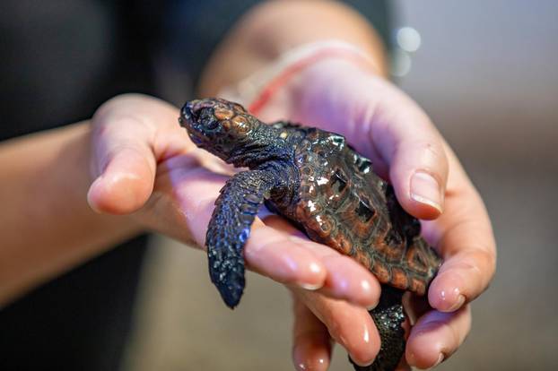 Koko je sa svojih 80 grama najmanja glavata želva u Centru za oporavak morskih kornjača u Puli