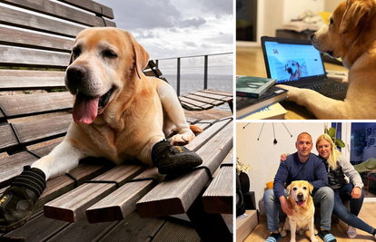 On je Rio, labrador u čizmama, ljubitelj ljudi i pasa, ali i nova zvijezda društvenih mreža