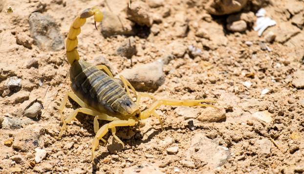 FOTO Ovo su najotrovnije životinje na svijetu: Australci, nije vama nimalo lako dolje...