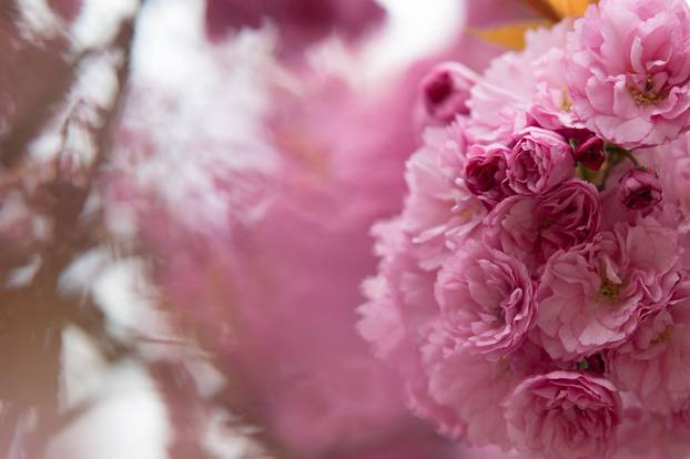 24sata Zagreb: Japanske trešnje u Ulici Bogoslava Šuleka