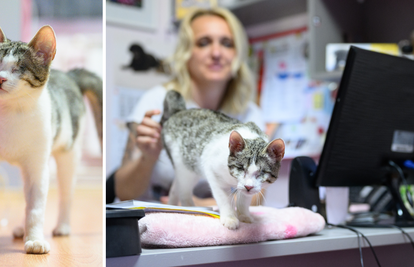 Slijepa maca Catty traži dom: 'Maza je, voli biti okružena ljudima,ne i drugim mačkama'