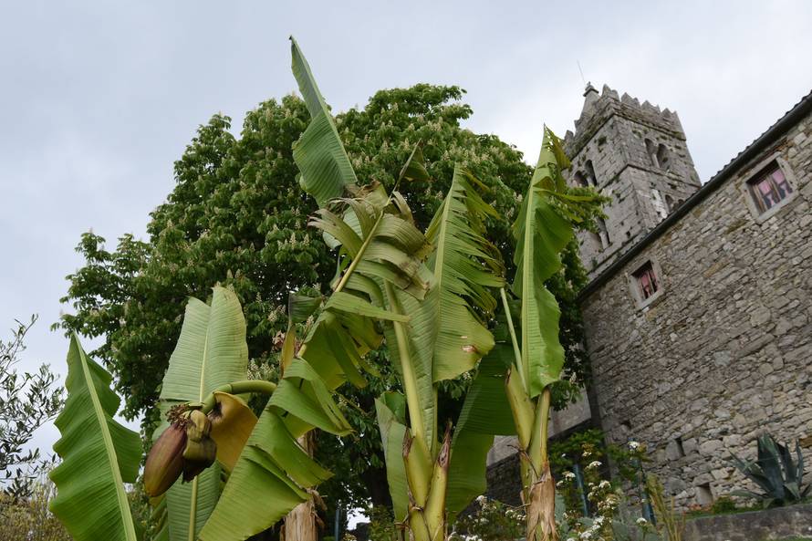 Čeka plodove: Kad se najmanje nadaš, u vrtu ti narastu banane