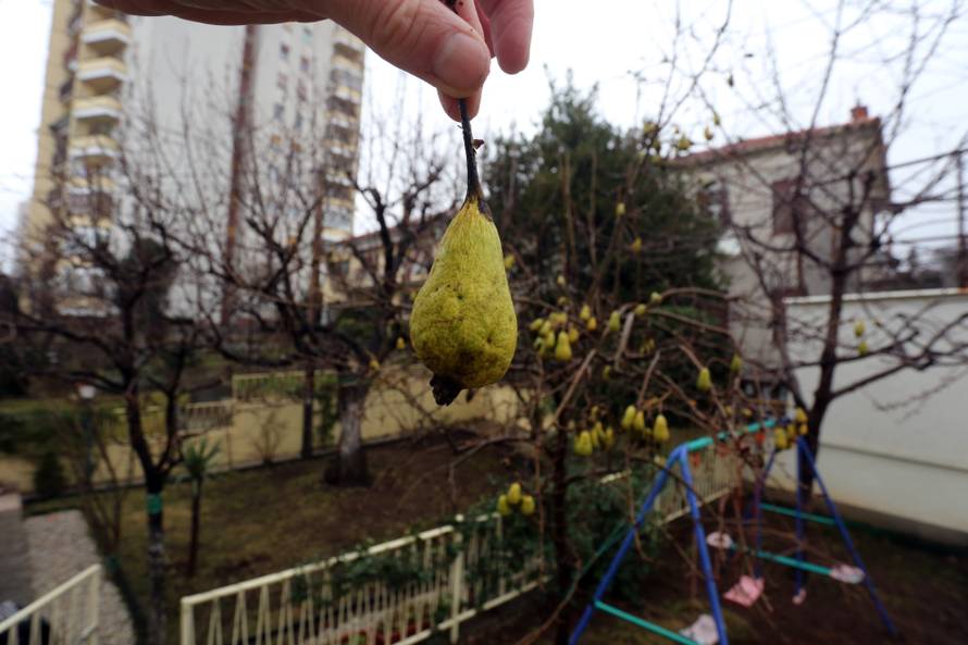 Ludo vrijeme: U voćnjaku su nam već u veljači rodile kruške