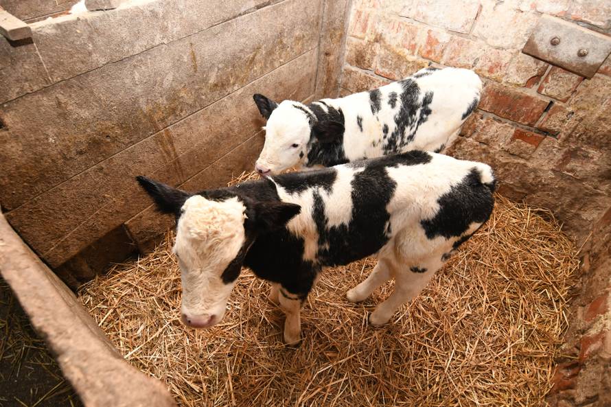 Donja Petrička: Četiri krave u OPG-u Miroslava Trgovca unutar nekoliko dana otelile su osam telića