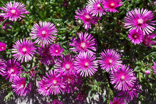 Zagreb: Jasenka Marija Kaštelan ima najljepši vrt na balkonu i ispred zgrade 