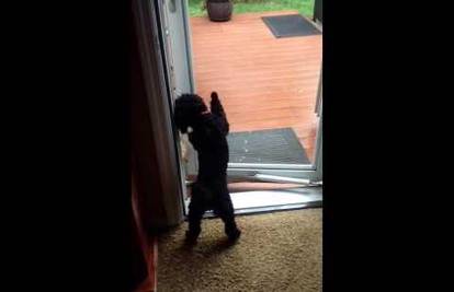 Video: Psić sam otvorio vrata i pomogao svom starijem bratu