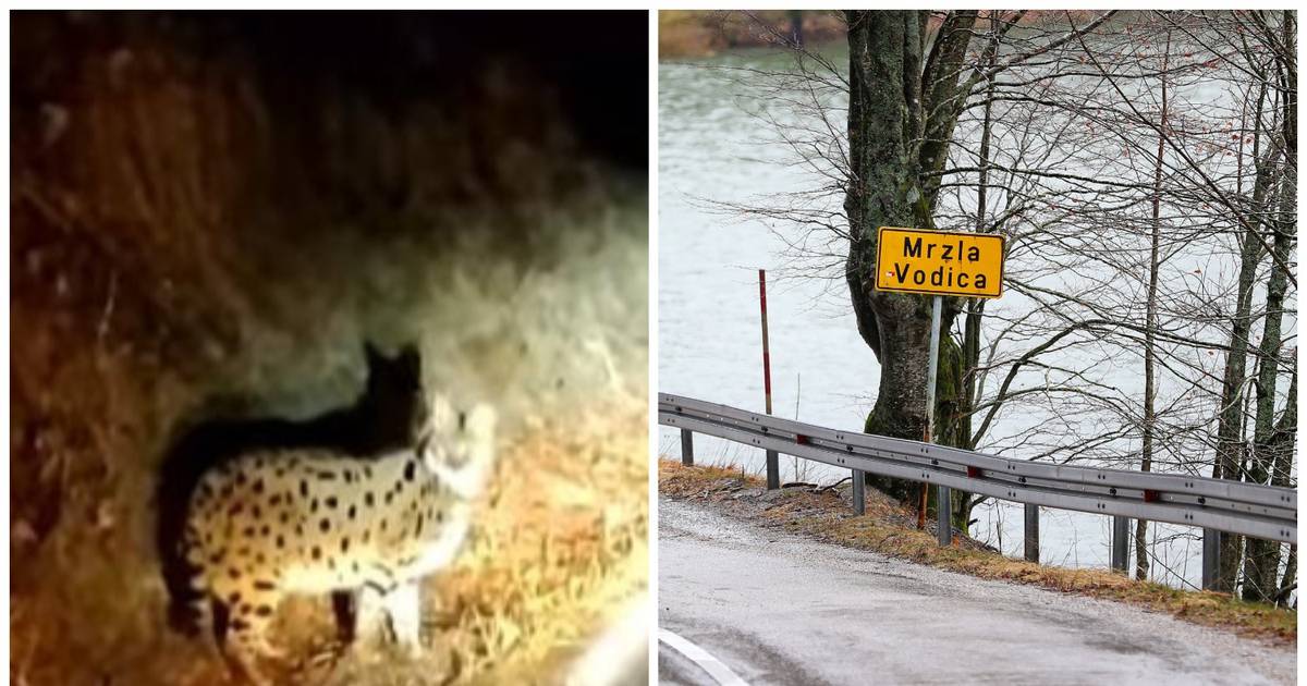 Escaped Wild Cat Captured in Gorski Kotar, Awaits Vet Care in the Woodshed