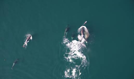 VIDEO Prvi put snimili kitove ubojice koji zajedno s dupinima love plijen. Pratili ih dronovima