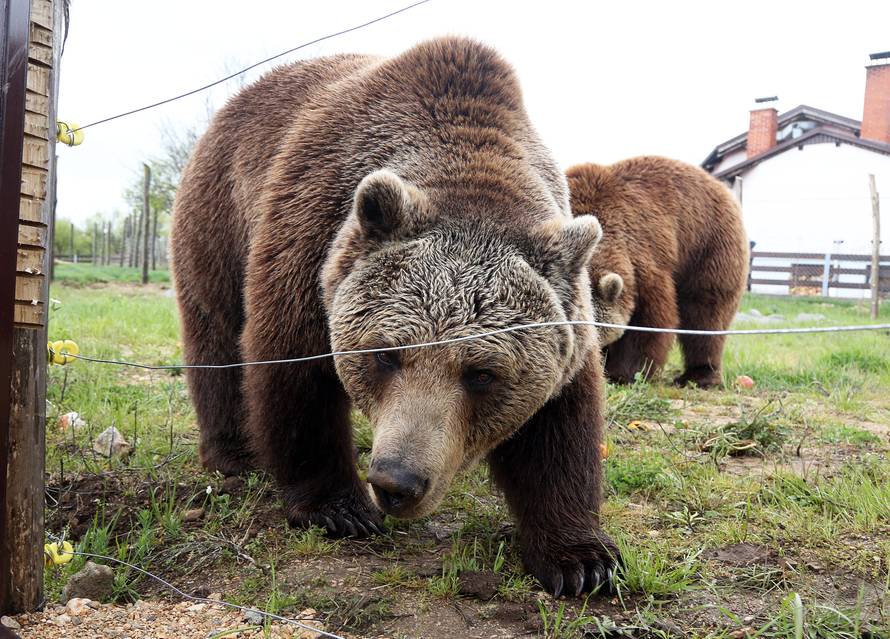'I kako da se sada rastanem od medvjeda? Pa to su moje bebe'