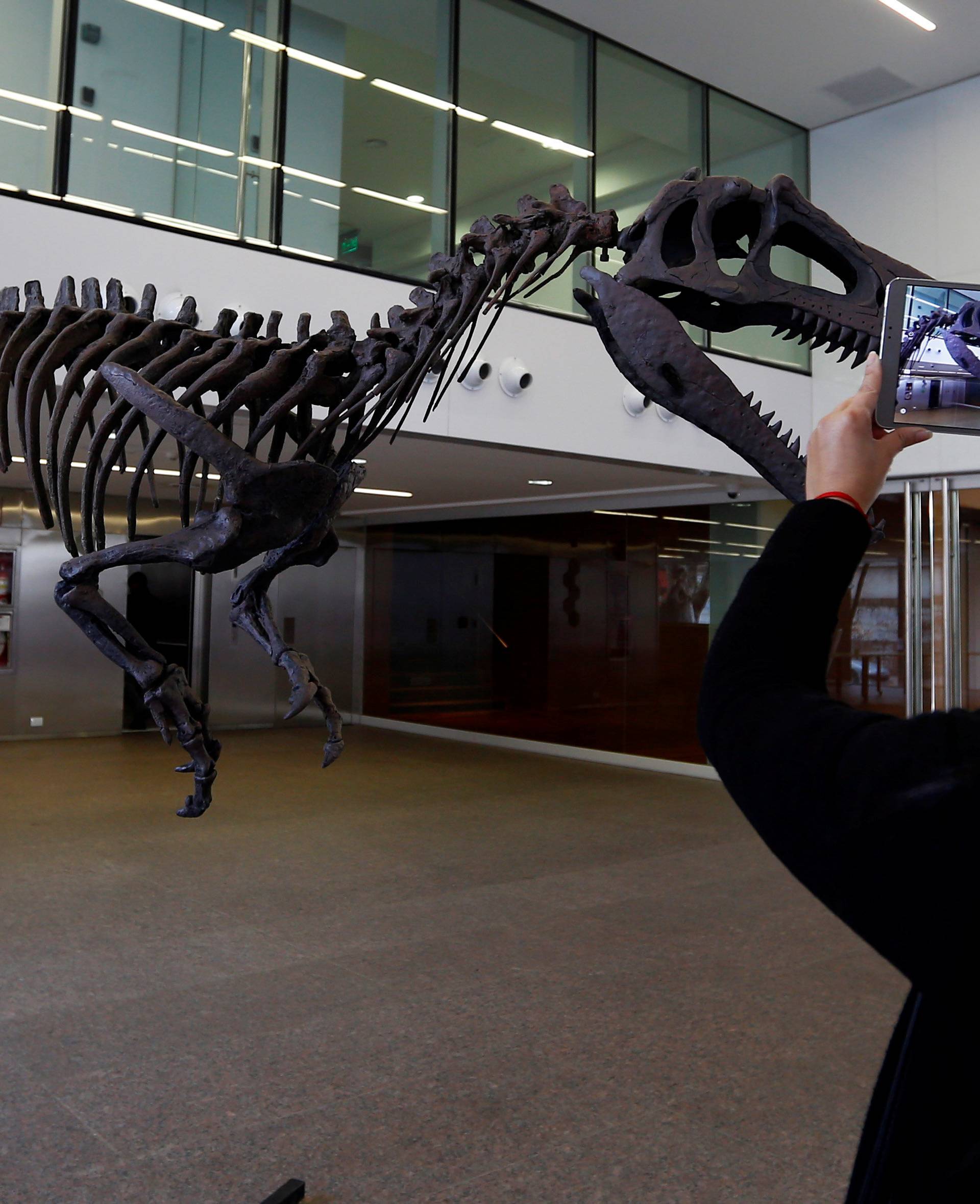 A woman takes photos of a replica of a newly discovered dinosaur that prowled Argentina 90 million years ago in Buenos Aires