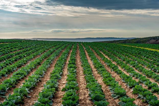 Polja kupusa u Istri