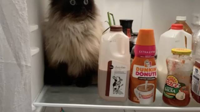 Ovaj je mačak pronašao način da se rashladi - u frižideru