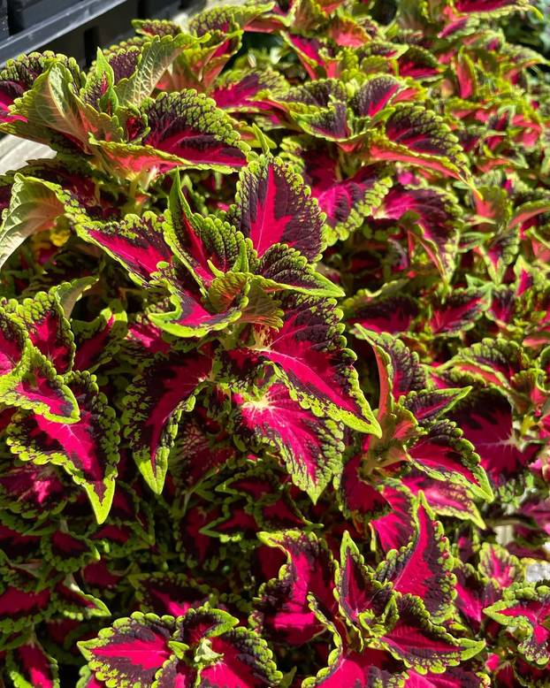 FOTO Najljepše balkonsko cvijeće koje je lako održavati