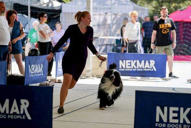 Zaton: Međunarodna izložba pasa pod nazivom CACIB Zadar 2025